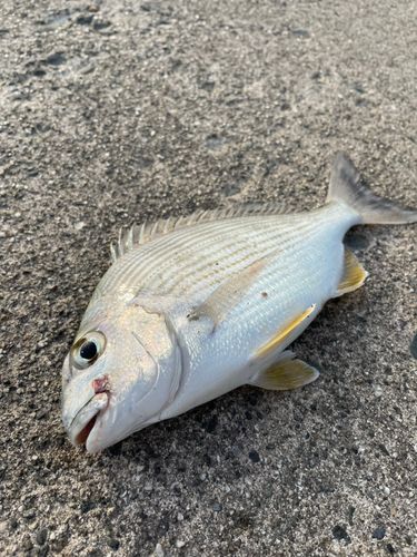 ヘダイの釣果
