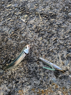 ゴマサバの釣果