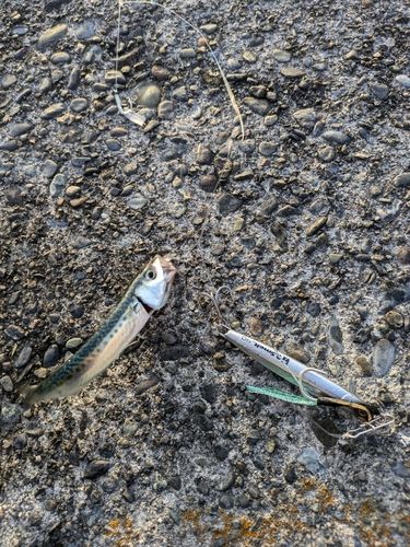 ゴマサバの釣果