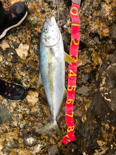 ヒラマサの釣果