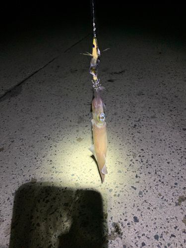 ヤリイカの釣果
