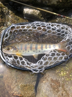 ヤマメの釣果