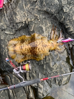 アオリイカの釣果