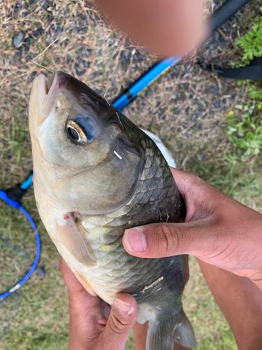 フナの釣果