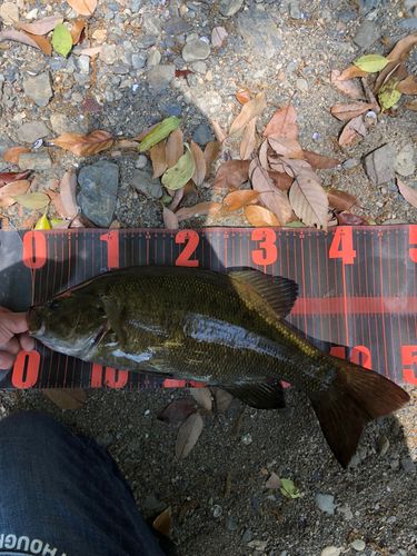 スモールマウスバスの釣果