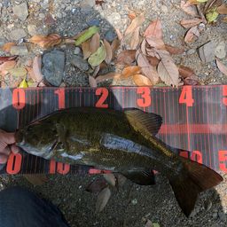 スモールマウスバス