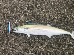 サゴシの釣果