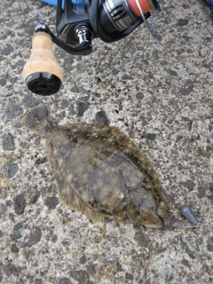 マコガレイの釣果