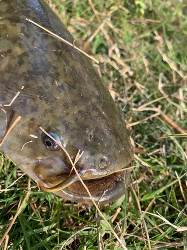 イワトコナマズ