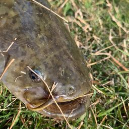 イワトコナマズ