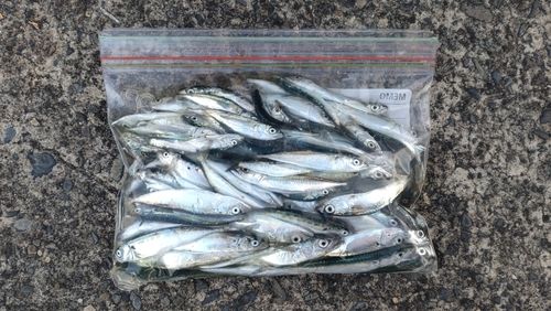 サバの釣果