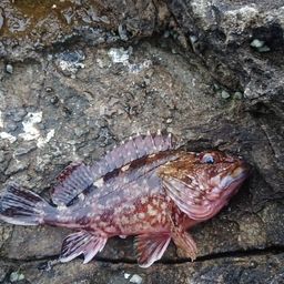 カサゴ