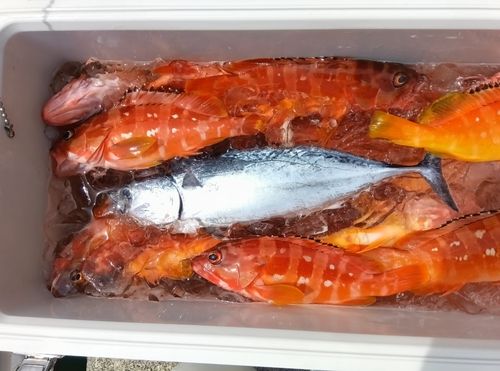 スマガツオの釣果