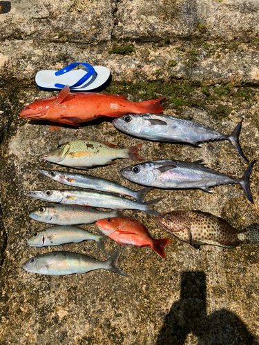 アカジンミーバイの釣果