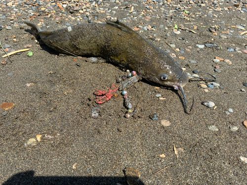 アメリカナマズ