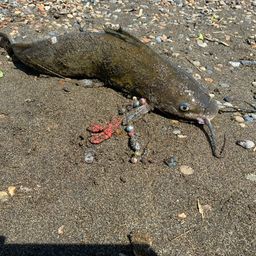 アメリカナマズ