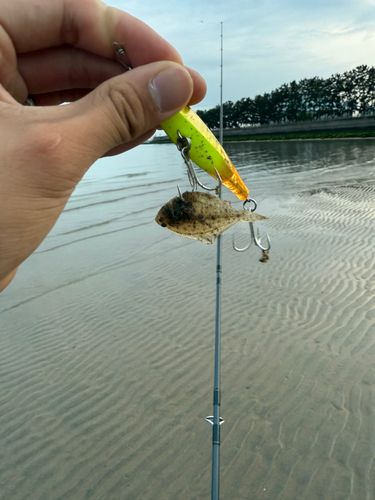 ヒラメの釣果