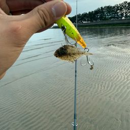 ヒラメ