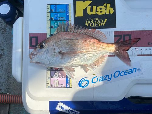 マダイの釣果