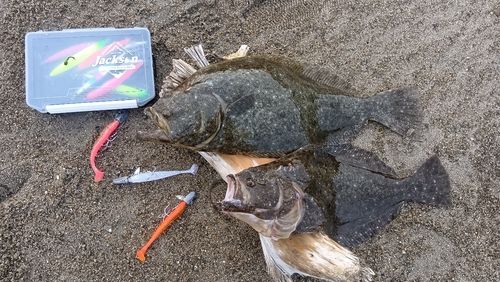 ヒラメの釣果