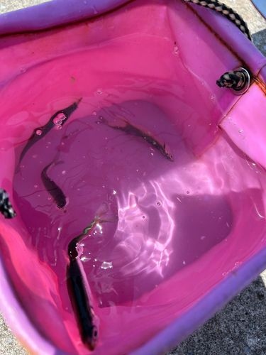 カタクチイワシの釣果