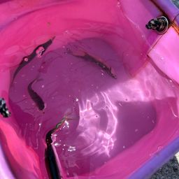 カタクチイワシ