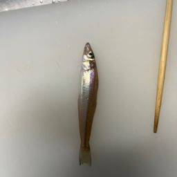 カサゴ