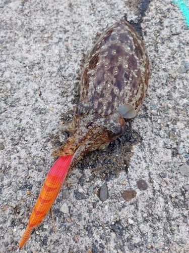 コウイカの釣果