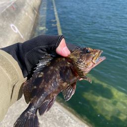 カサゴ