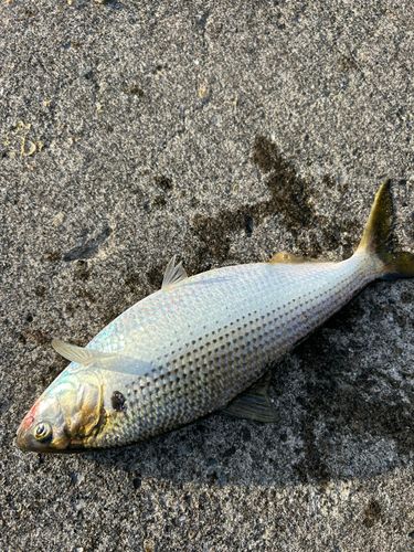 コノシロの釣果