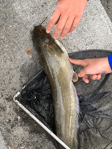 ナマズの釣果