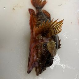 カサゴ