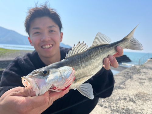 セイゴ（マルスズキ）の釣果