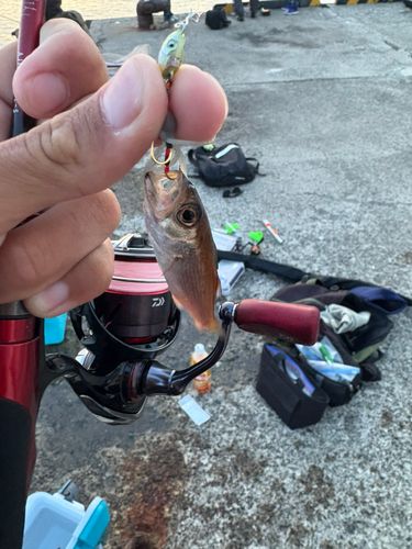 クロムツの釣果