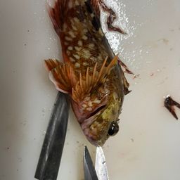 カサゴ