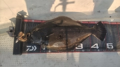 ヒラメの釣果