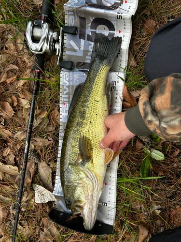 ブラックバスの釣果