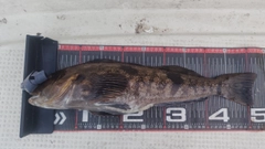 アブラコの釣果