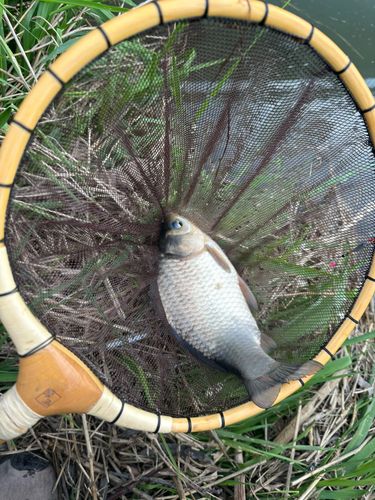 ヘラブナの釣果