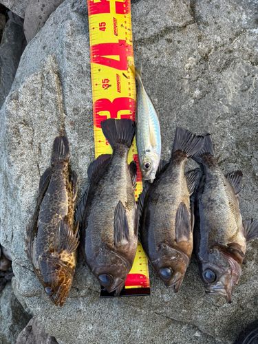 シロメバルの釣果