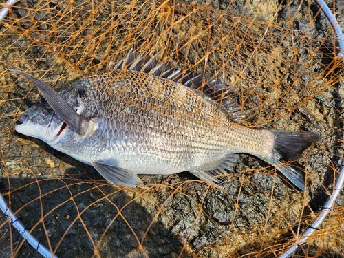 チヌの釣果