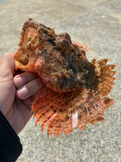 オニカサゴの釣果
