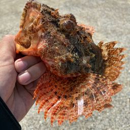 オニカサゴ