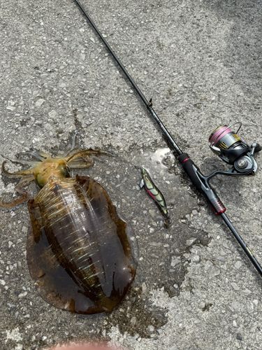 アオリイカの釣果