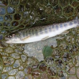 ニッコウイワナ