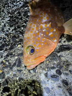 アコウの釣果