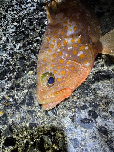 アコウの釣果