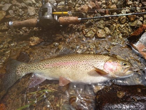 ニジマスの釣果