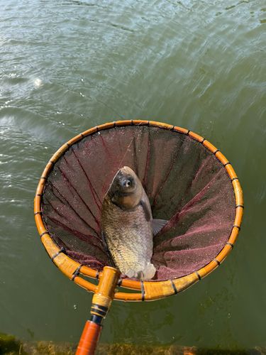 ヘラブナの釣果