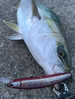 ブリの釣果